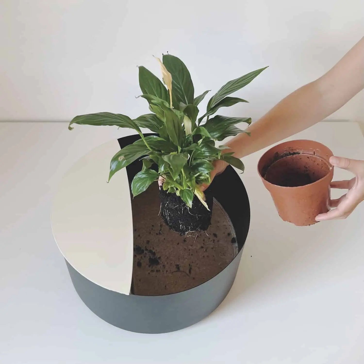 Comment rempoter ma plante dans le pot de fleur ?