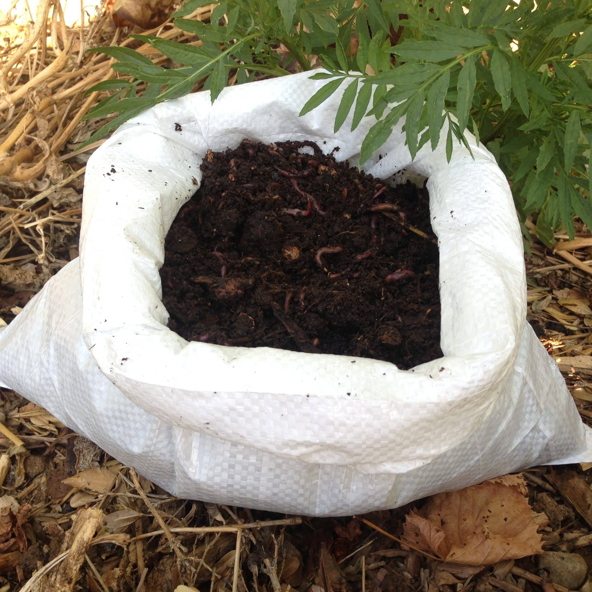 L'activateur de compost, rapide et efficace : tout savoir