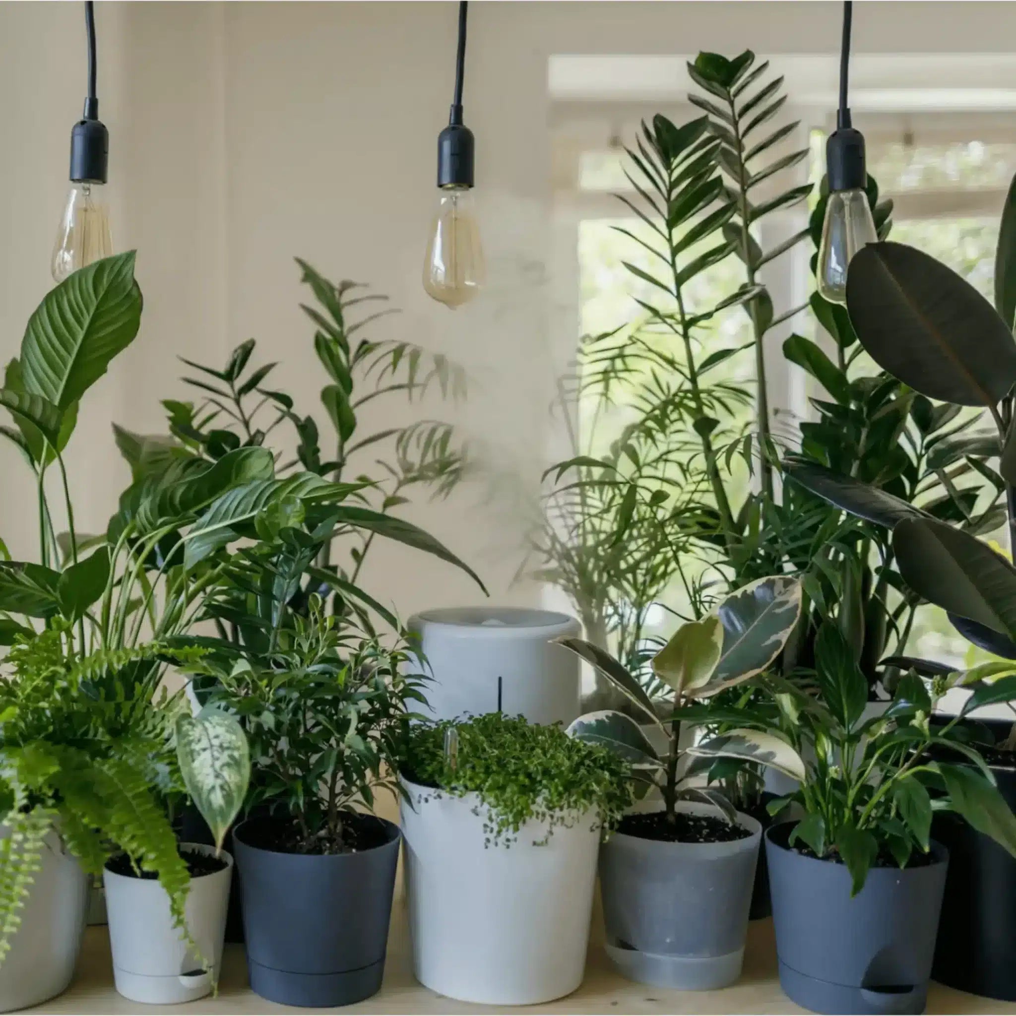 Plantes alignées avec pour titre "Des plantes dépolluantes pour une bouffée d'air pur"